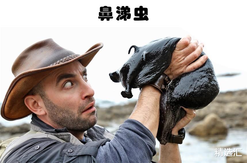 蚊子|在同类中，可能最为巨大的11种动物