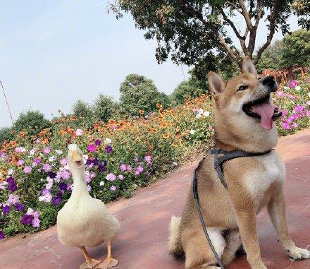 王珞丹鸭子被偷,找到时已到肚子里了,气得她上网"骂街"