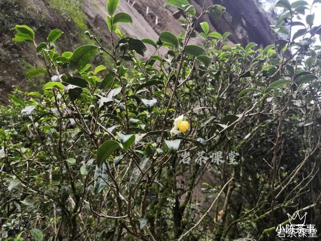 小陈茶事|武夷岩茶秘辛，三百多年的母树大红袍，为什么长不成参天大树？