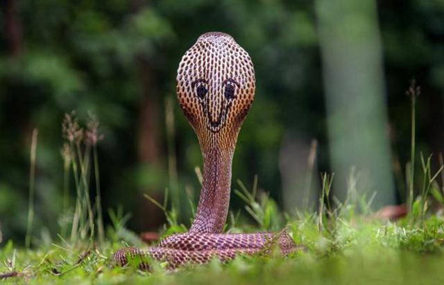 毒蛇|“赤链”本无毒，可为何被认为是“剧毒蛇”？毒蟾说了算！