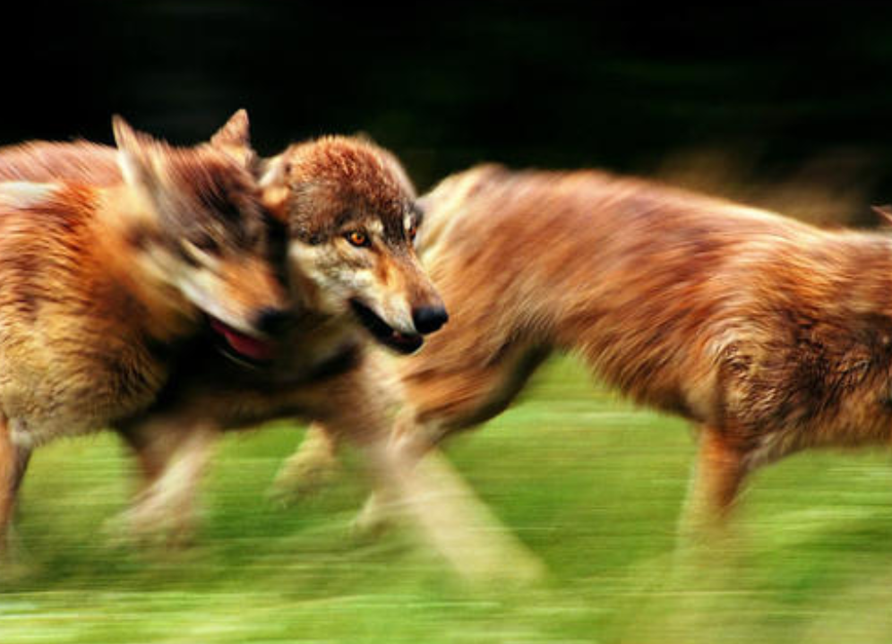 「基因」智商堪忧的4种动物,要不是基因盯着,估计早就灭绝了