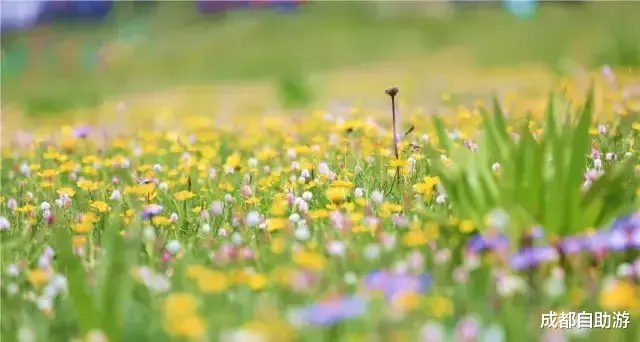 『川西』不输俄么塘！川西又一冷门万亩花海开放，不收门票，赏花观云还不打挤