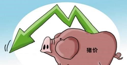 豬價（10月1日）“開門紅”，4季度是漲是跌？肉價能達多少錢1斤-圖3