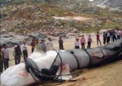 [喀纳斯湖]喀纳斯湖再现“水怪”，牛羊被拖走消失，专家终于找到真相！