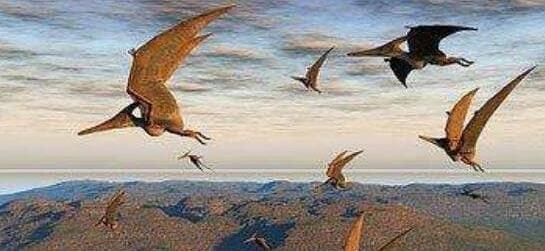 生物考古：照片曝光：太平洋岛上的不明飞行物，竟然是一只远古灭绝的翼龙！