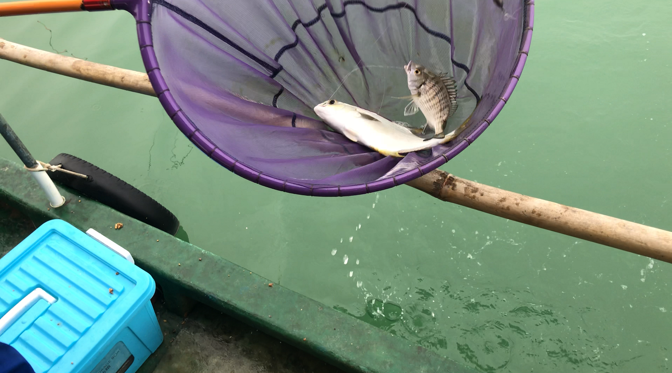 |和钓友出海钓鱼，鱼儿疯狂抢食，一个小时渔获第一天工资