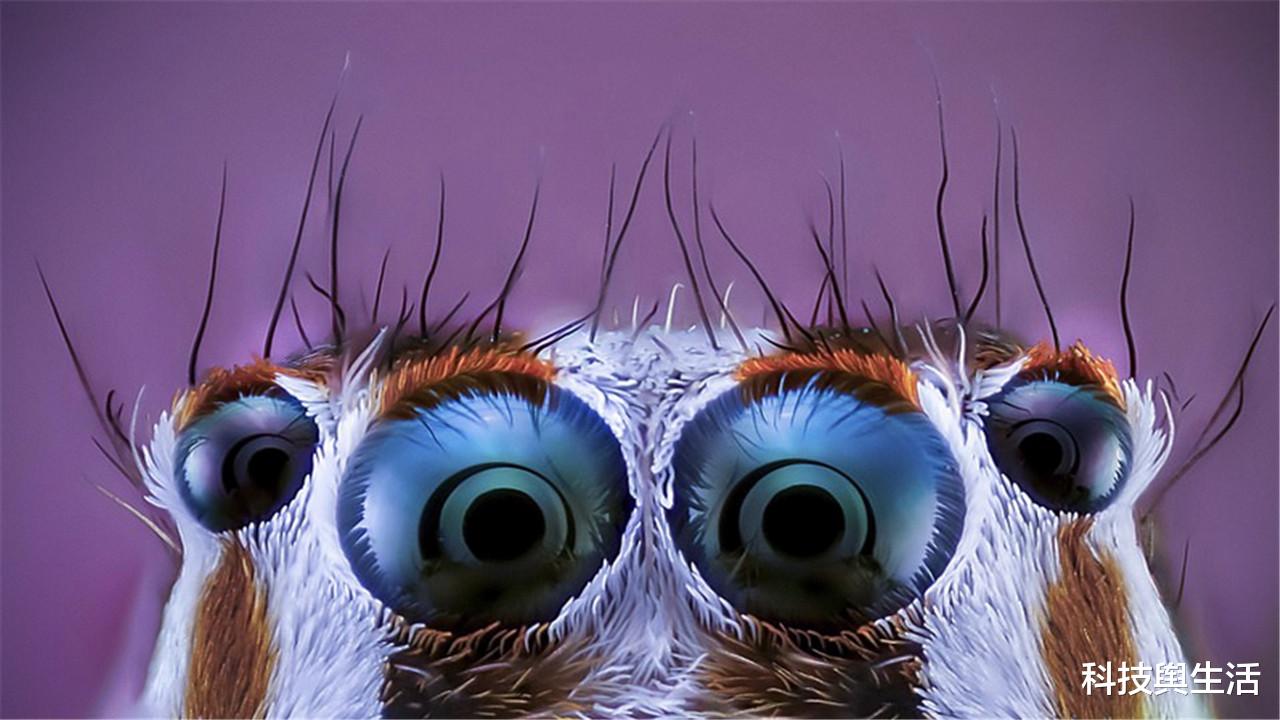 基因|章鱼真实身份不是地球鱼?科学家发觉不对劲,它或来自外太空!