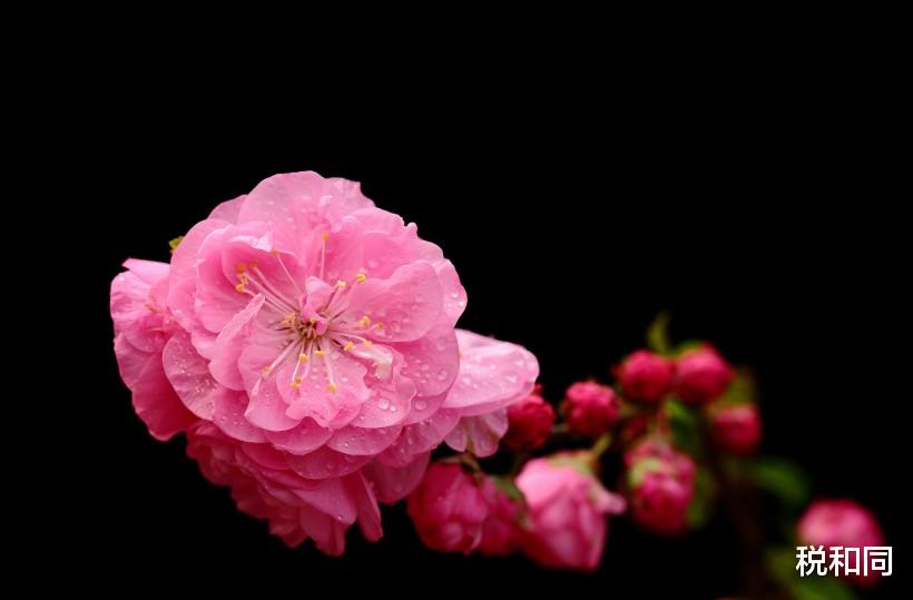 「生肖」6月17号，有好运出现的生肖，事业旺，繁花似锦，一直顺到月底