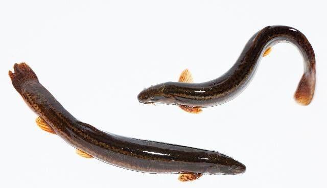 []什么人不要吃泥鳅？这类人看完，下次要管住嘴！