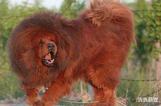 古代贵族会饲养哪种狗？这5种是他们的最爱，你对哪个感兴趣