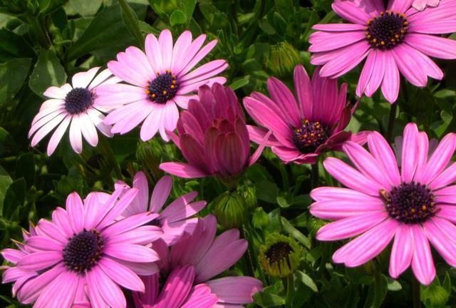 『星座女』“一辈子没人宠”的几星座女，再累再苦都自己扛，女强人的典型