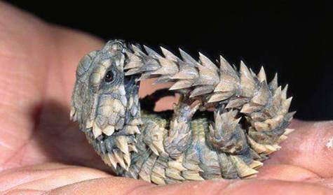 |连子弹都打不穿的动物，400度的高温都无法杀死，堪称动物界钢铁