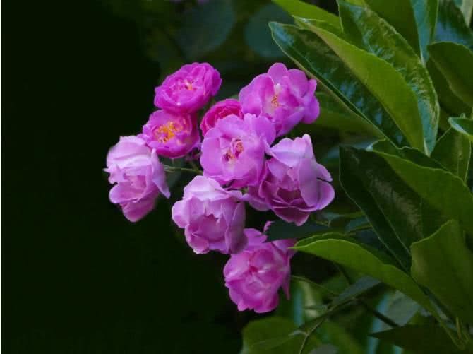 运势▲6月下旬开始运势一路走高，赚足财帛，熬过大难的4大生肖