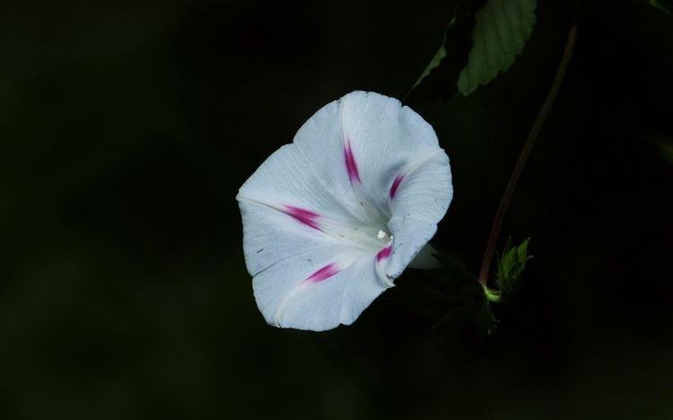 生肖|未来15天，比算命准！财运满堂红，好运加持中大奖的4大生肖