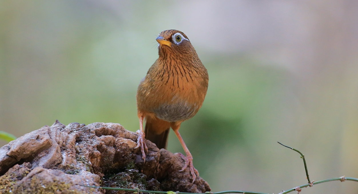 画眉鸟闭笼静养的学问