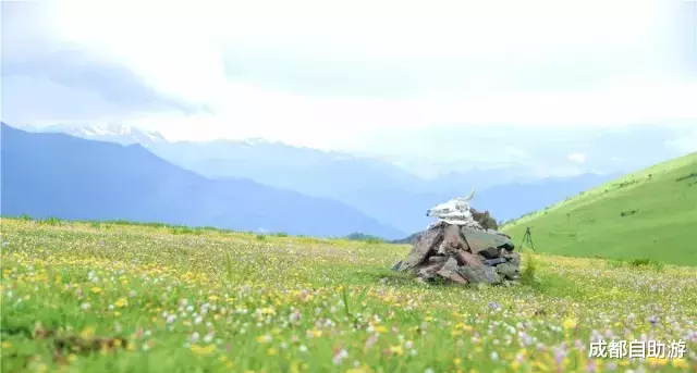 『川西』不输俄么塘！川西又一冷门万亩花海开放，不收门票，赏花观云还不打挤