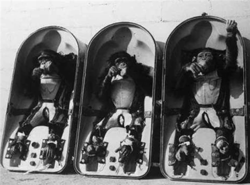 木星■59年前，美国将一只黑猩猩送入太空，返回后却发现情况有些不太对