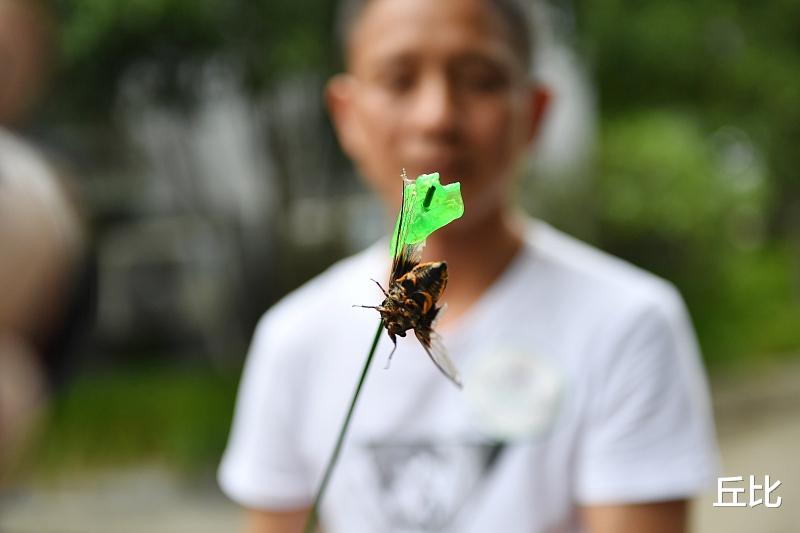 「」“知了”知多少，常见的蝉除了知道吃，你都认识吗？