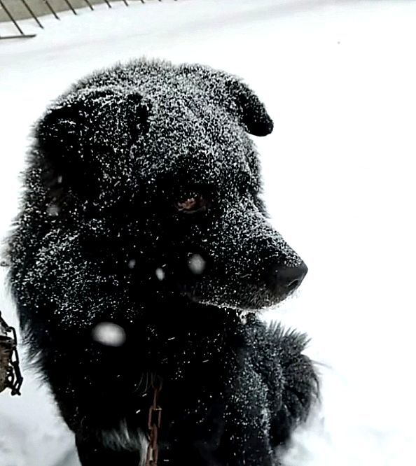 下雪天，主人不让狗狗进屋，狗狗在雪地冷得发抖身上沾满雪