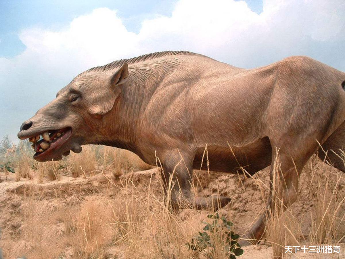 科学家|2500万年前堪称完美的生物，冥界之猪，脸上覆盖骨甲，没任何天敌