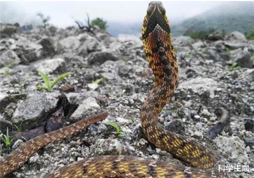毒蛇|神似眼镜蛇的无毒蛇，常被误以为是毒蛇，只能靠奇臭气味御敌