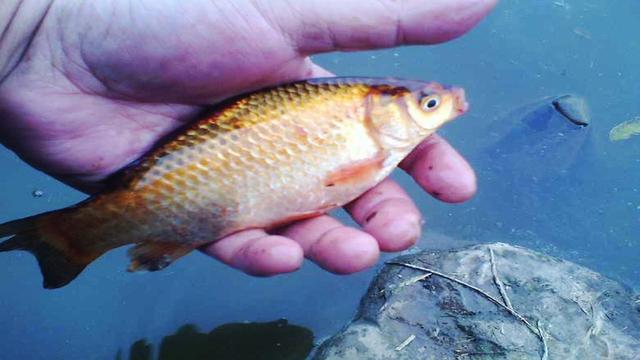 |钓鱼如若需要办证，你还会喜欢钓鱼吗？