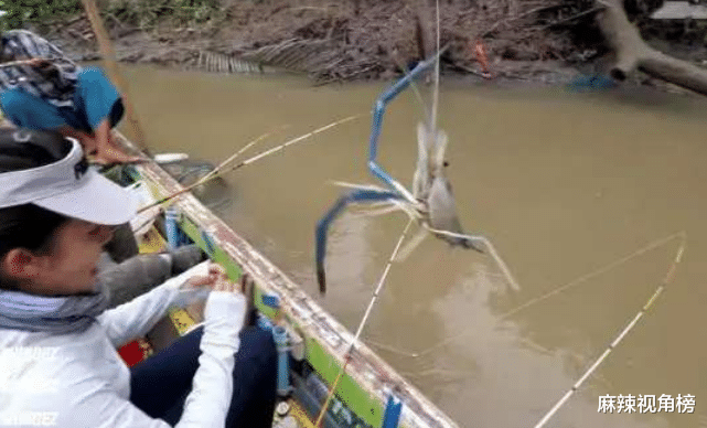 |湄公河大虾个个都有1米长，越南人满脸问号：中国吃货咋就不吃了