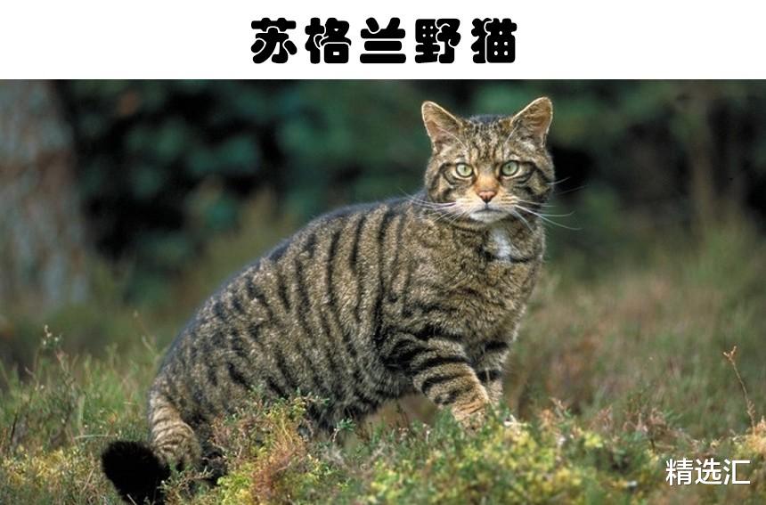 鳄鱼|即便发展了很多年，如今依然无法被真正驯化的9种动物