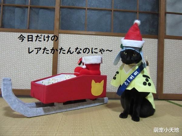 手做114套衣服巧手帮喵打扮，变装艾莎公主后眼神死：好了没