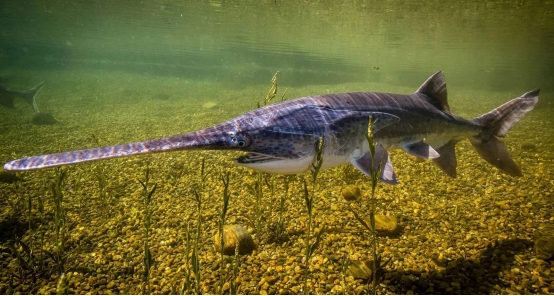 长江|时隔84年,这种生物重新复活,我国也发现复活的生物
