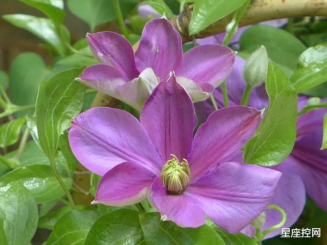 #双子座#相处时间越长，就越不容易先提出分手的三大星座，感情稳定长久