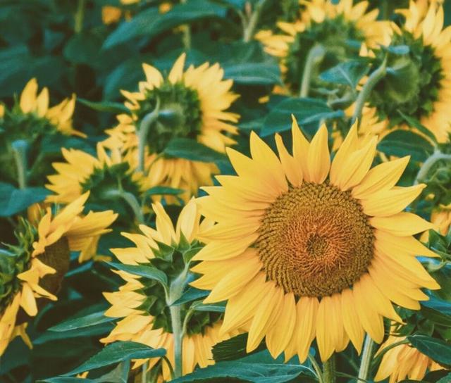 天蝎座|不会撒娇,也依然拥有异性偏爱的星座女,活得漂亮,才华取胜