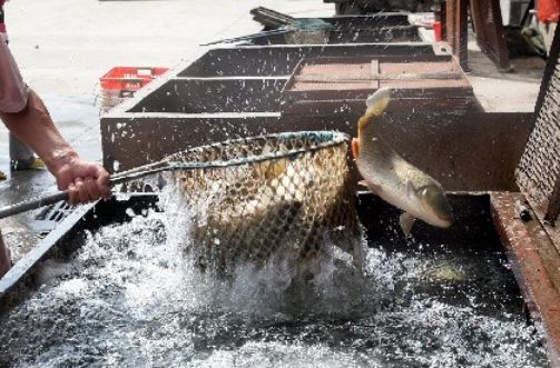 『』菜市场里最坑人的3种鱼，再便宜也别买，鱼贩子都不会吃