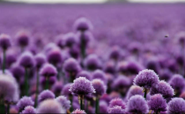 【运势】6月大有作为，上有喜鹊喳喳叫，下有财神送财来的三个生肖