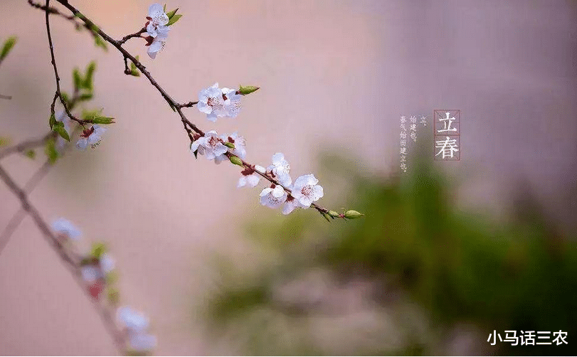 小马话三农 农村俗语“寡妇年倒春寒”，明年是寡妇年，会出现倒春寒吗？