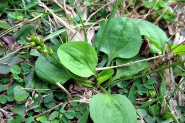 肝脏@三月，常用此草煮水喝，排出毒素，咳嗽不咳，肝脏越来越健康