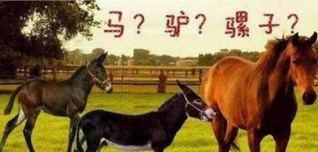 【染色体】马和驴如何“发生”的，为何骡子不能生育？女兽医道出了其中实情