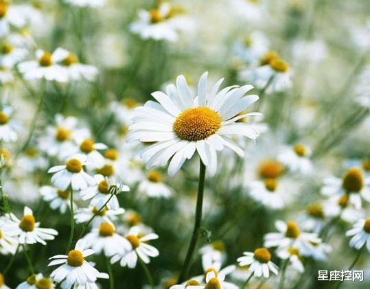 『』农历哪些日子出生的人,个性独立,自强自立,靠自己打拼出事业