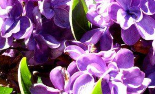 生肖|让男人吃醋的3种生肖女，年龄越大越漂亮，素颜也漂亮?