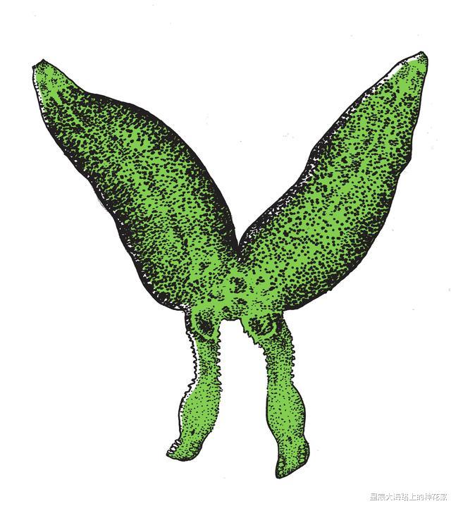 黑猩猩|“一夫一妻”的动物,如果一方死了,它们能经受住交配的诱惑吗?