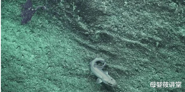 鲨鱼|澳海域发现一条罕见鲨鱼,短毛猫鲨体长50厘米,对其种群了解不多