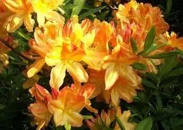 []注意：千万不要让这些奇花异草，出现在你家的餐桌上！小心有毒