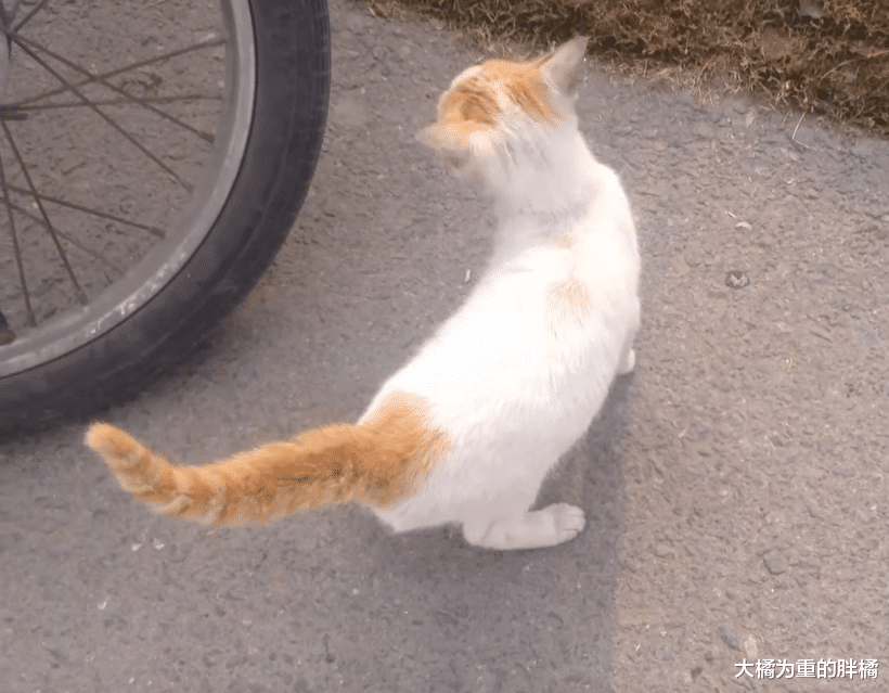 三花猫一直受男子接济，后来的橘猫竟半路拦截男子，却有幸被收养
