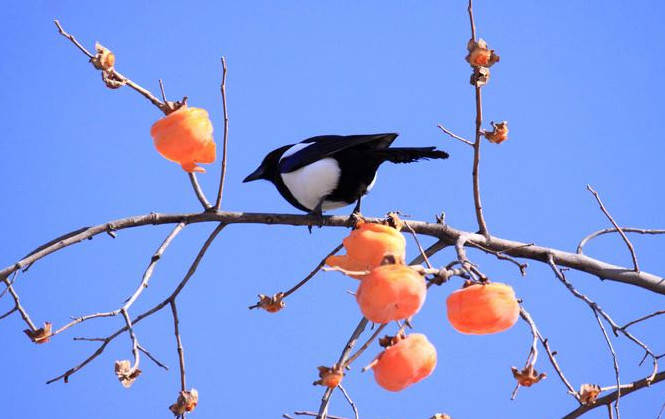 「财星高照」7月下旬就是这三生肖财运连连，财星高照，大发财运之时