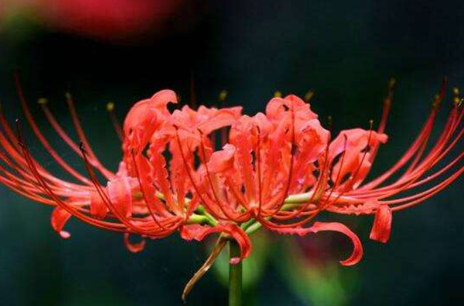 科学家|前世记忆真的存在吗，科学家苦苦追寻多年，终于弄明白事件的真相