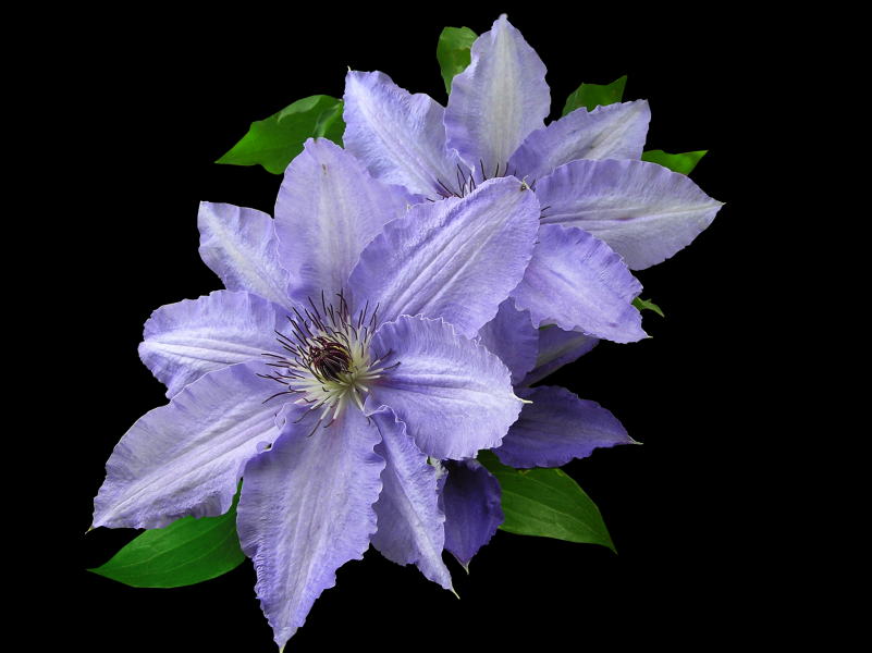 『生肖』7月，桃花铺路，情缘降临，爱情说来就来，4大生肖脱单没商量！