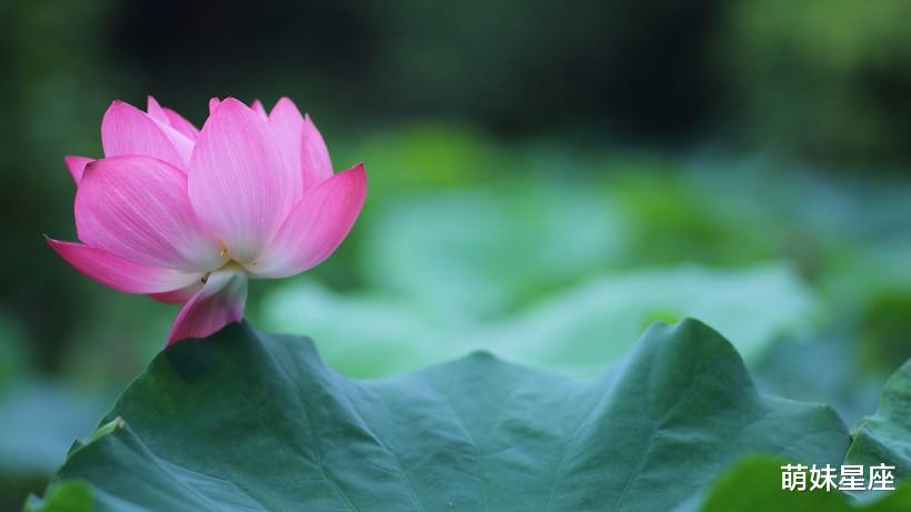 生肖|11月有爱情复燃之喜的4大生肖，分手能回心转意，吵架将握手言和