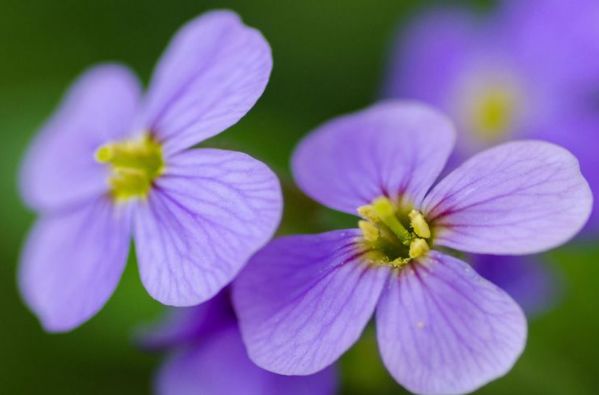 人际关系@深受异性喜爱的三种生肖女，心善嘴甜情商高，难以相信