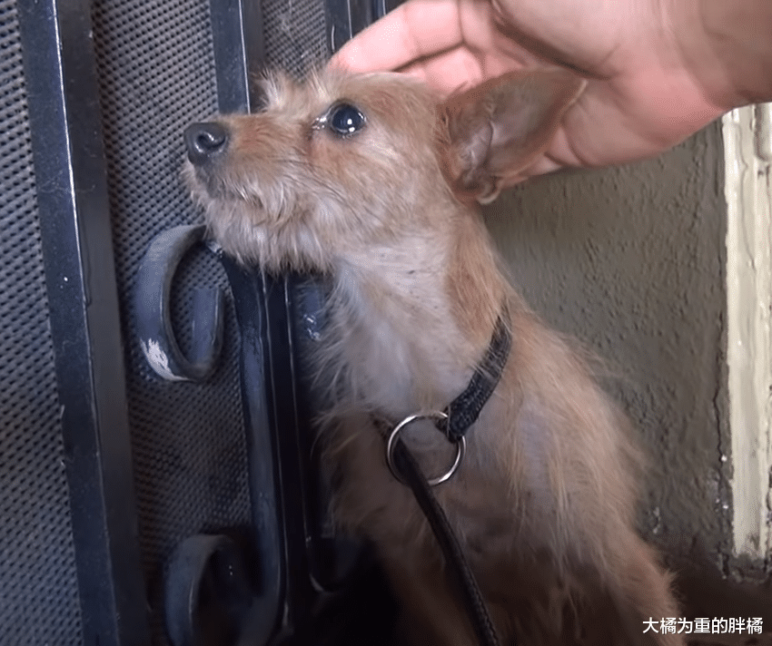 狗狗给了一群人快乐，3年后却没人要它，孩子被偷终令它以恶对人