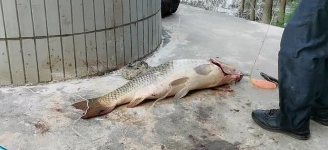 珠江|男子珠江钓起“鲤鱼王”，40斤体长超1米，应该放生吗？